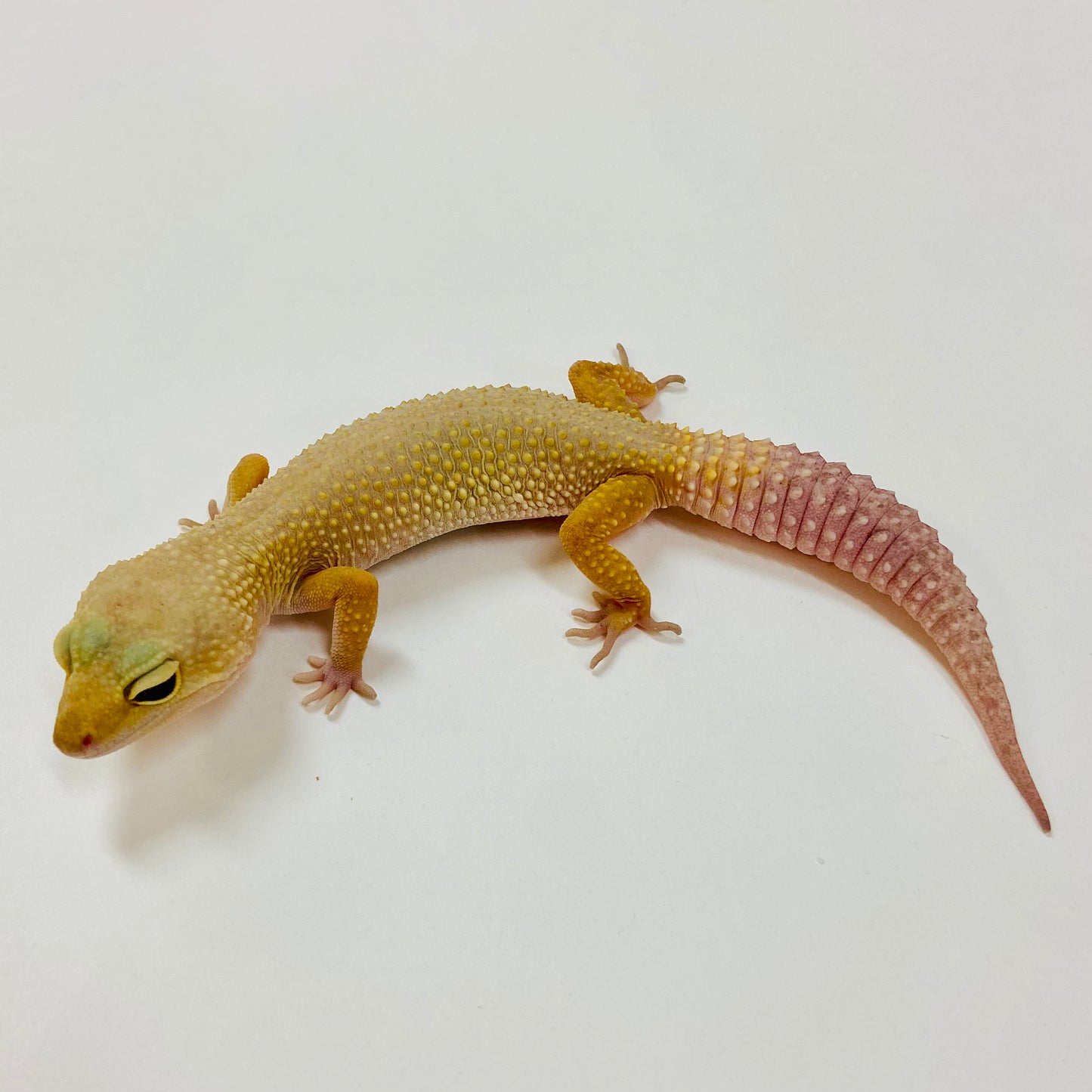Adult Group 2.4 Dark Murphy Patternless Mack Snow Leopard Gecko LBG-04