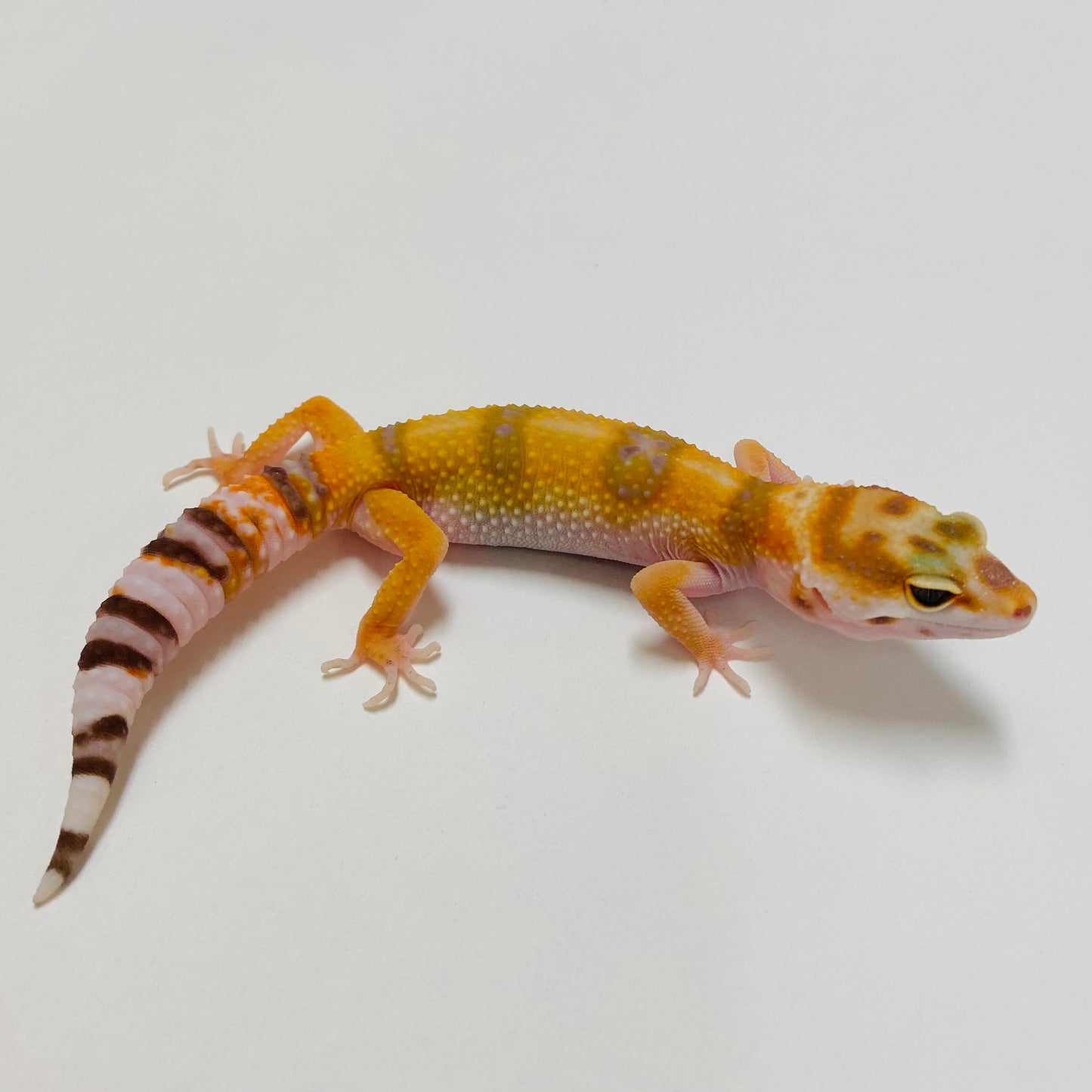 Tangerine Raptor Leopard Gecko 2025-030