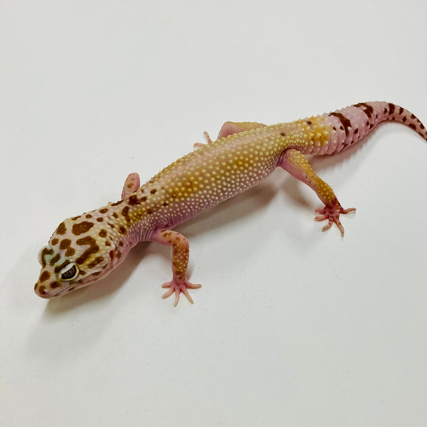 Hypo Mack Snow Tremper W/Y Leopard Gecko Female H-B4-81121-1