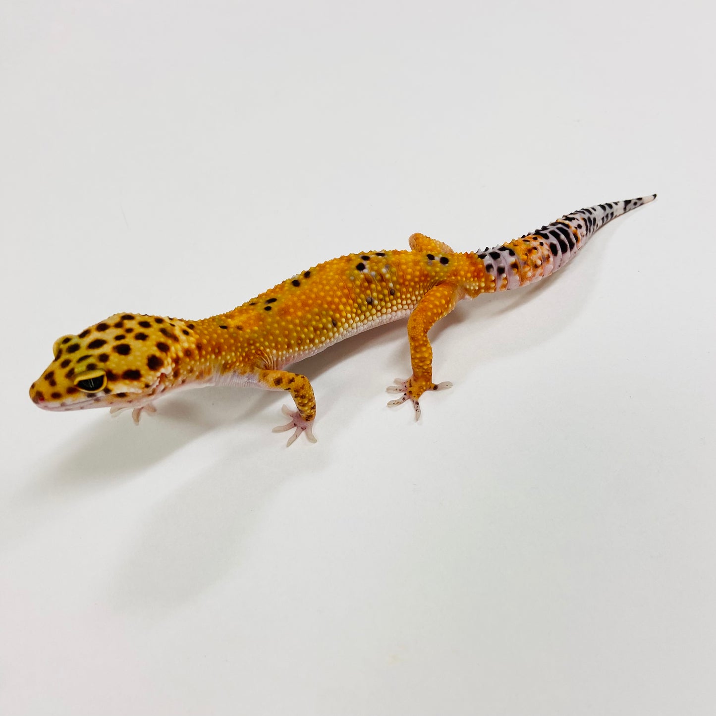 Tangerine Leopard Gecko Male F-A3-81524-1