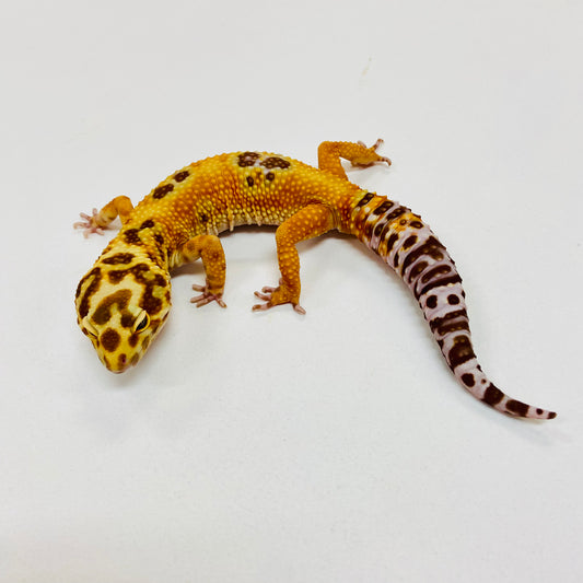 Albino Tremper Tangerine Leopard Gecko Male I-F7-81423-1