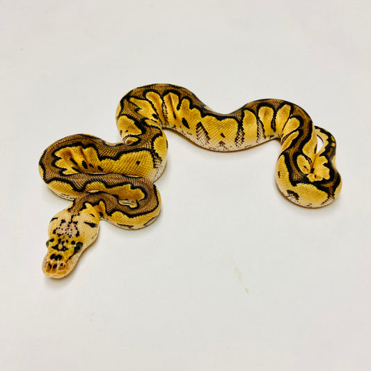 Pastel Clown Ball Python Male 2025M01
