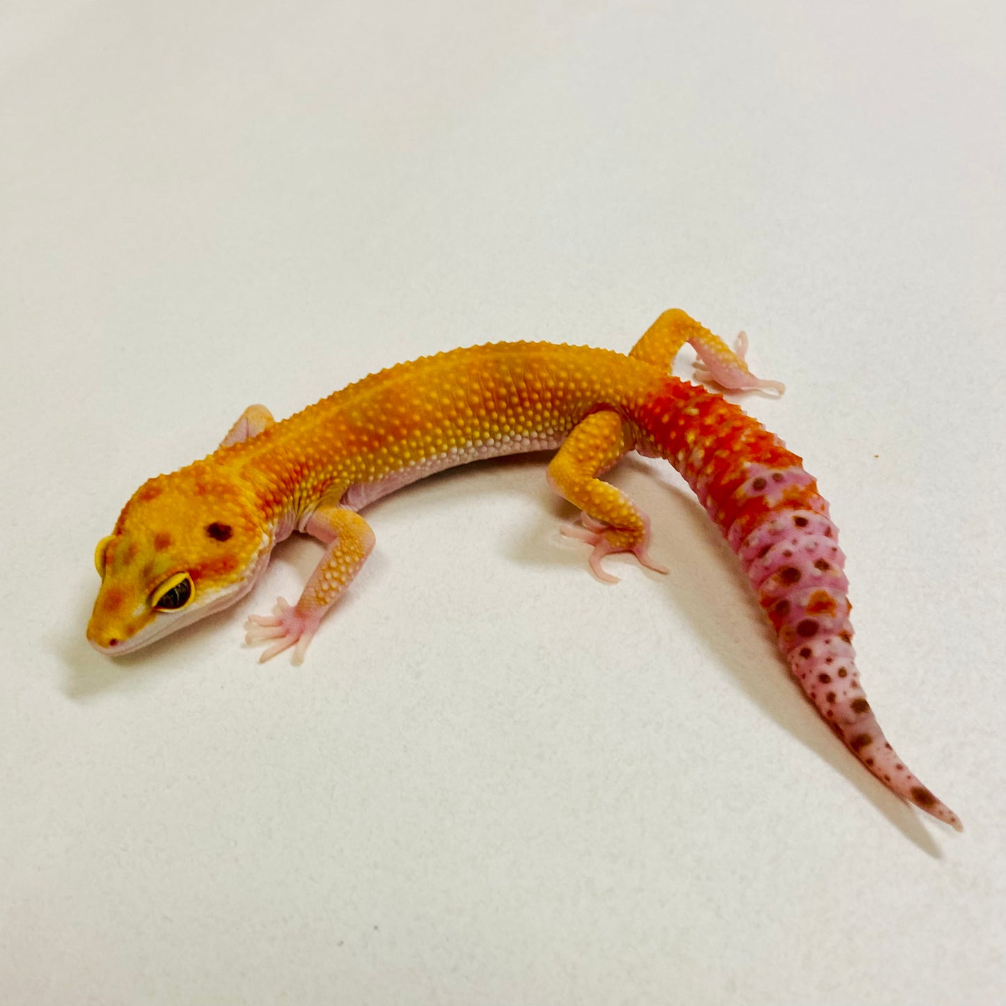 Sunglow Tremper Leopard Gecko Male 2025-176