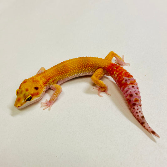 Sunglow Tremper Leopard Gecko Male 2025-176
