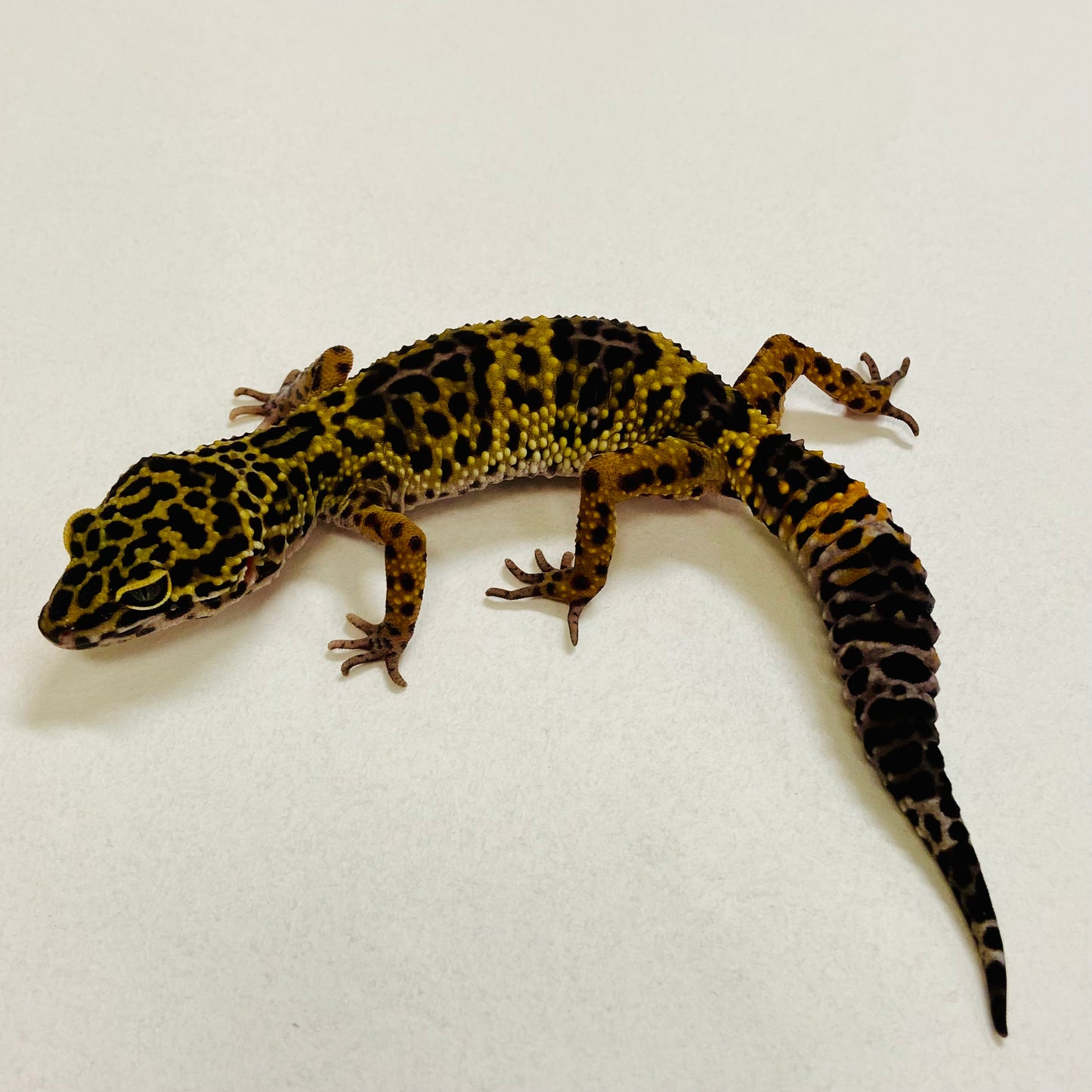 Dark Mack Snow Leopard Gecko Female 2025-185