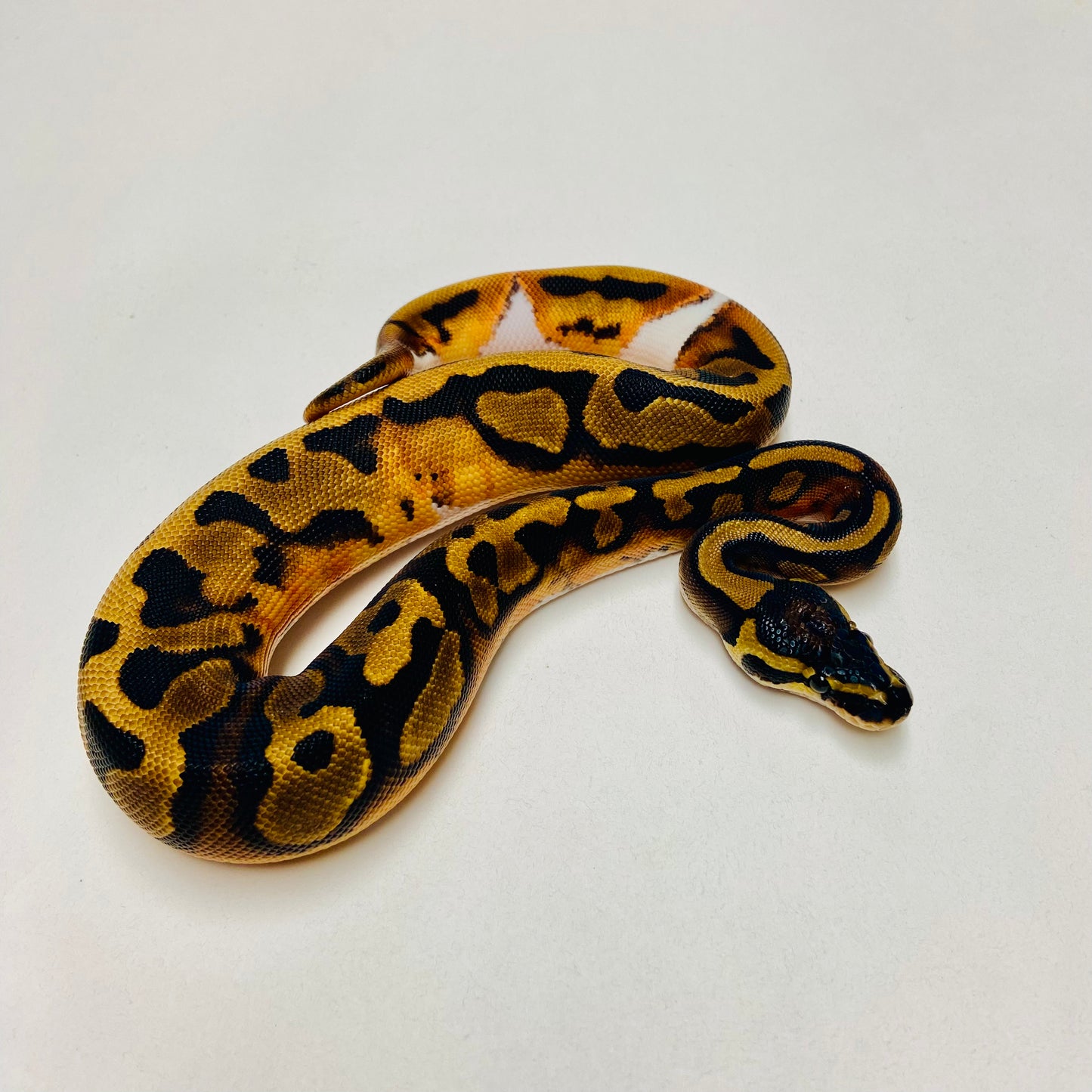Pied Het Albino Ball Python Female 2025F01