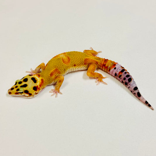 Citrine Leopard Gecko Female2025-199