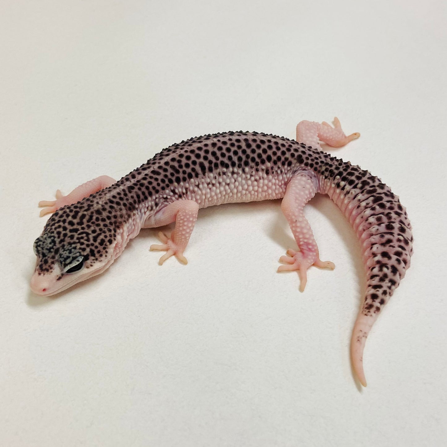 Galaxy Leopard Gecko Female 2025-215