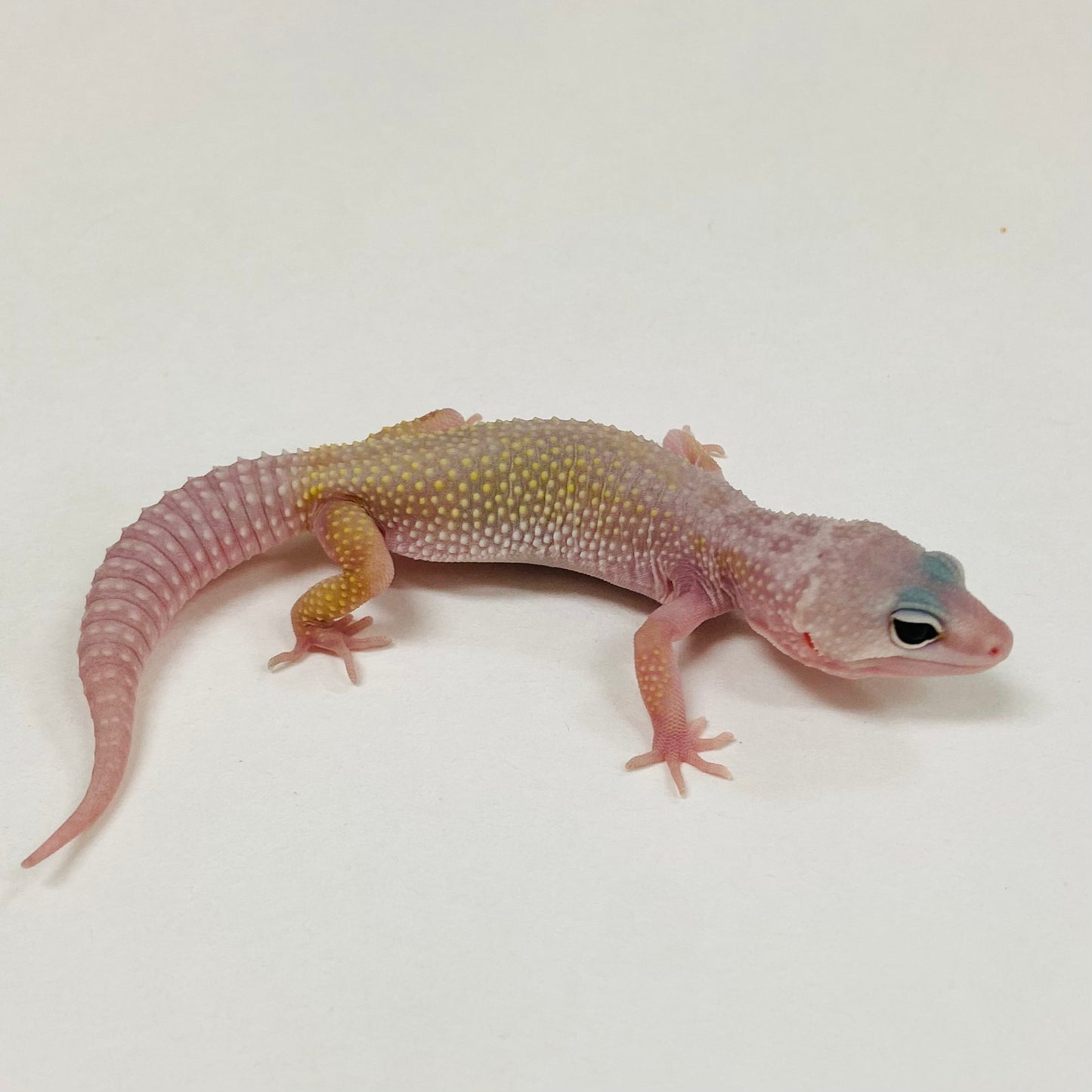 Murphy Patternless Leopard Gecko 2025-108