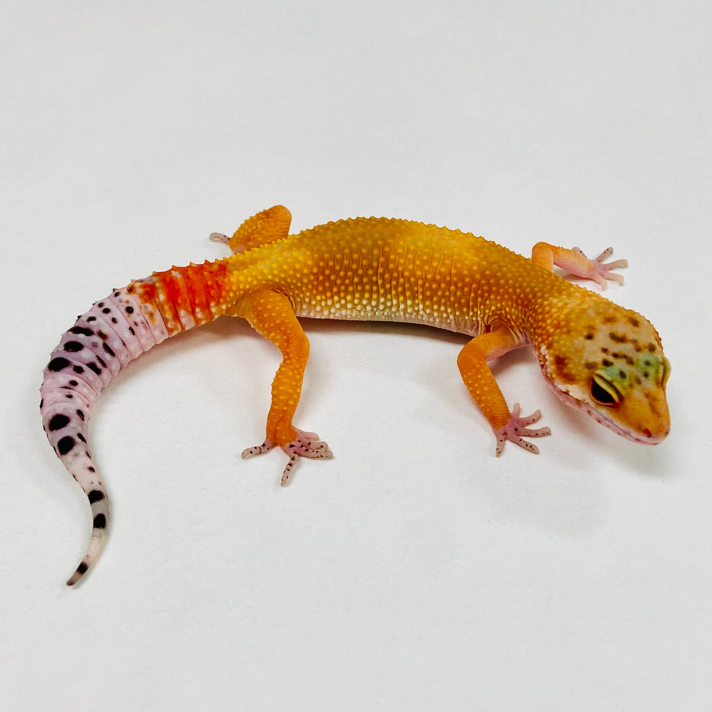 Tangerine Leopard Gecko 2025-097