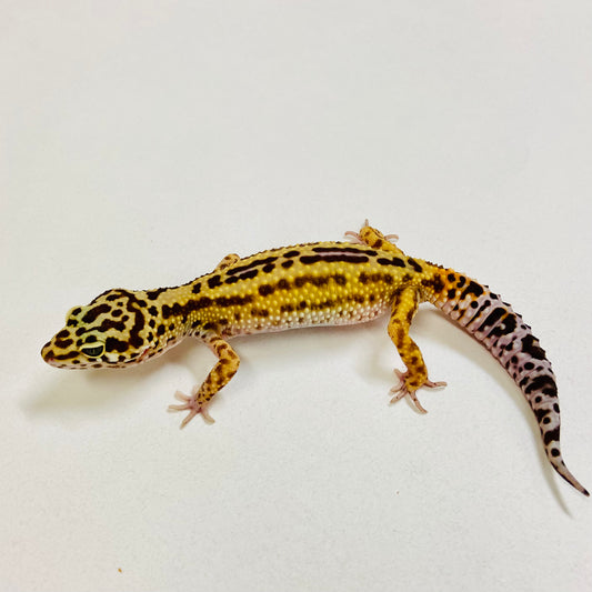 Mack Snow Reverse Stripe Leopard Gecko Male 2025-194