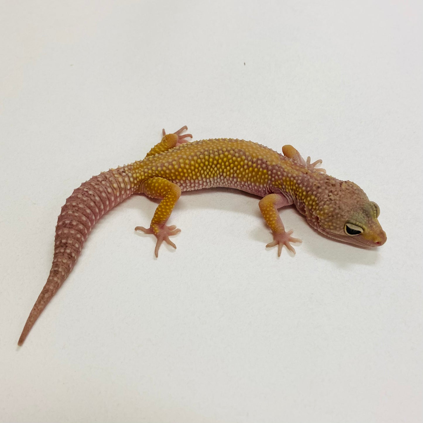 Murphy Patternless Pos MS Leopard Gecko Pos Female 2025-145