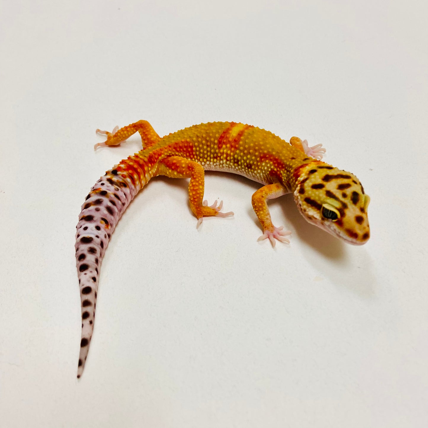 Leopard Gecko Female- Adopt LG03