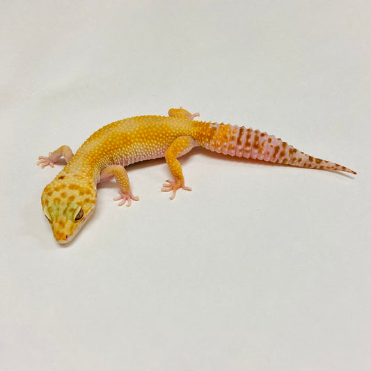 Snow Glow W/Y Leopard Gecko Female B-J4-70720-1