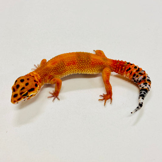 Dark Tangerine Leopard Gecko Pos Male 2025-141