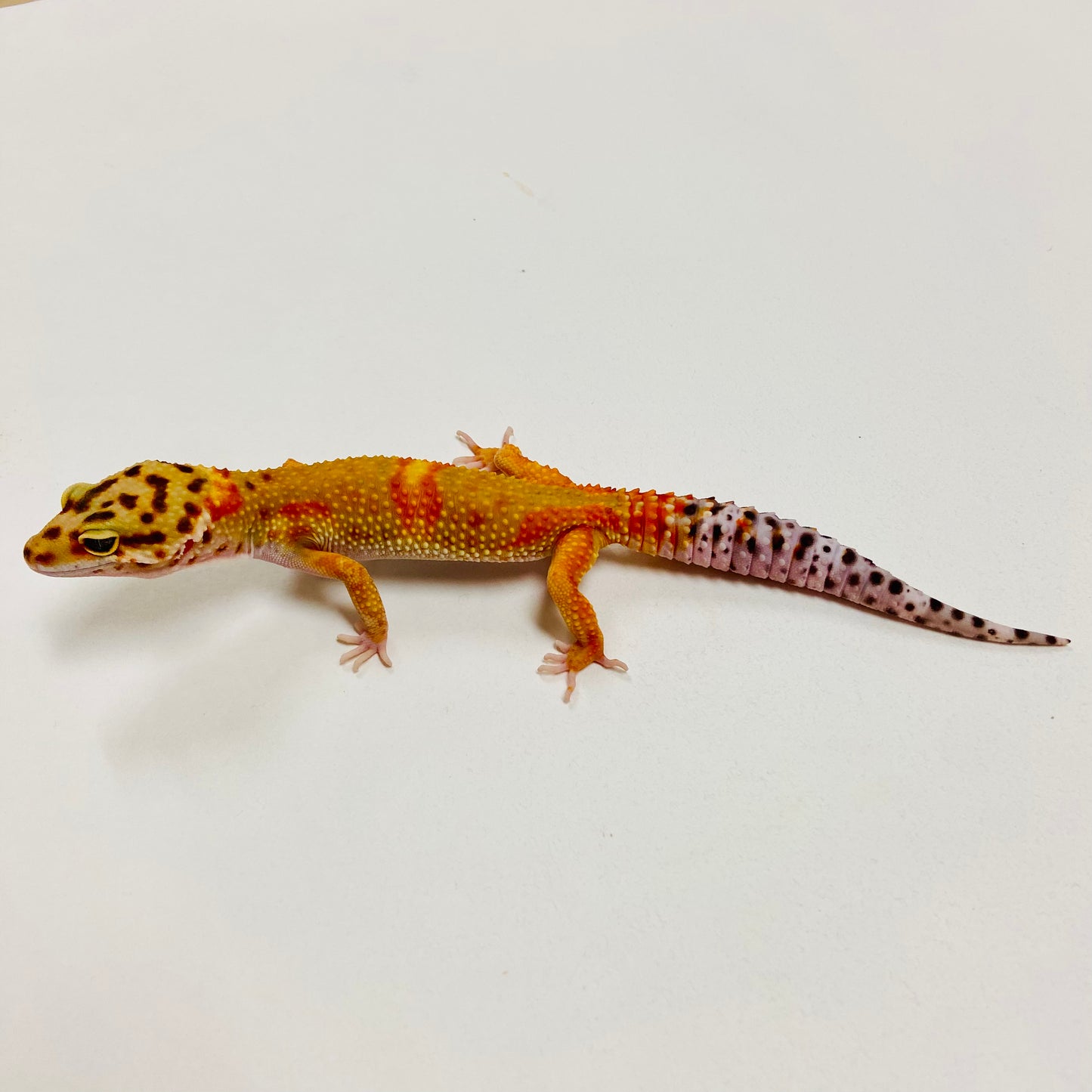 Leopard Gecko Female- Adopt LG03