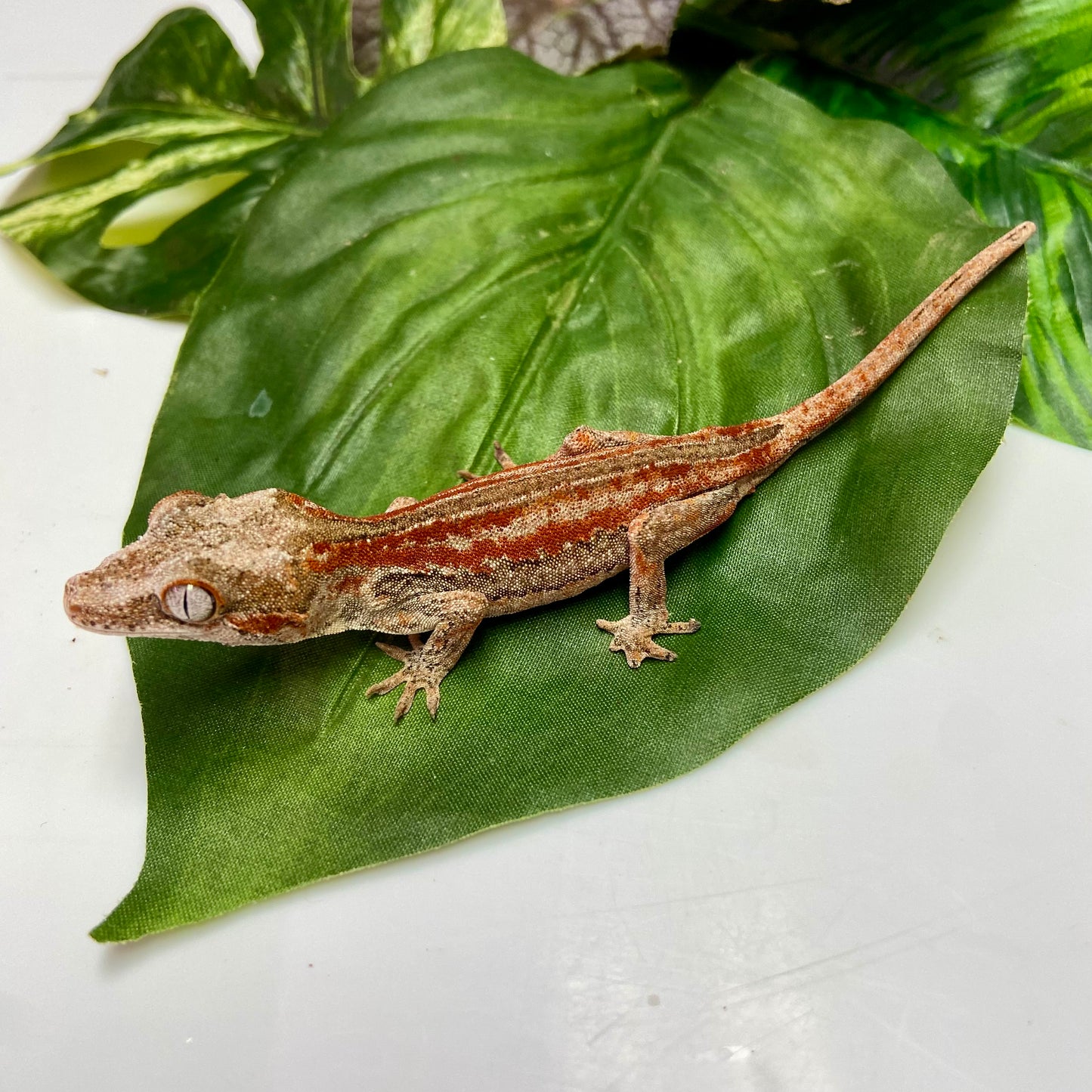 Red/Orange Stripe Gargoyle Gecko 2024 Female 100124-10