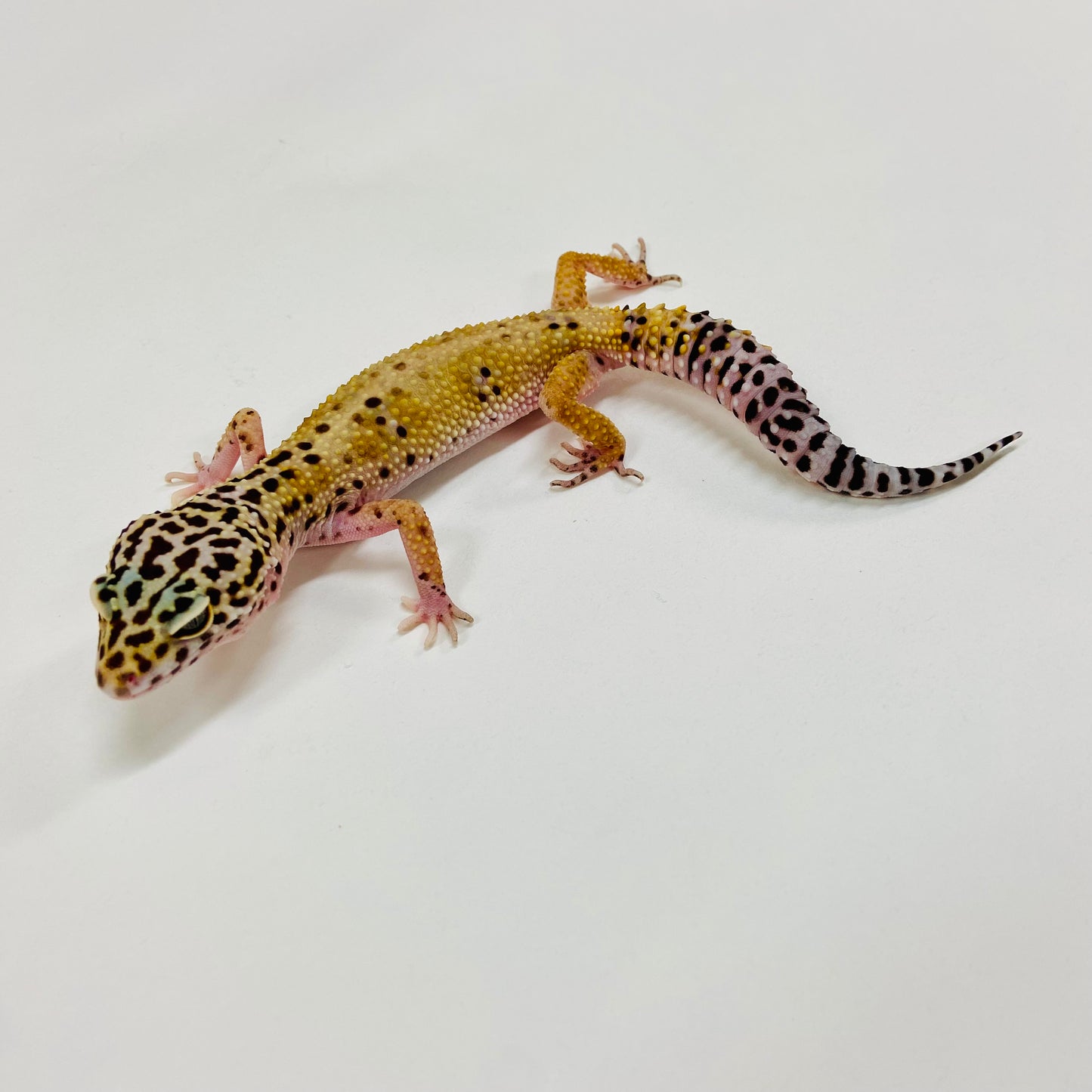 Hypo Mack Snow Leopard Gecko Female H-E1-72220-1