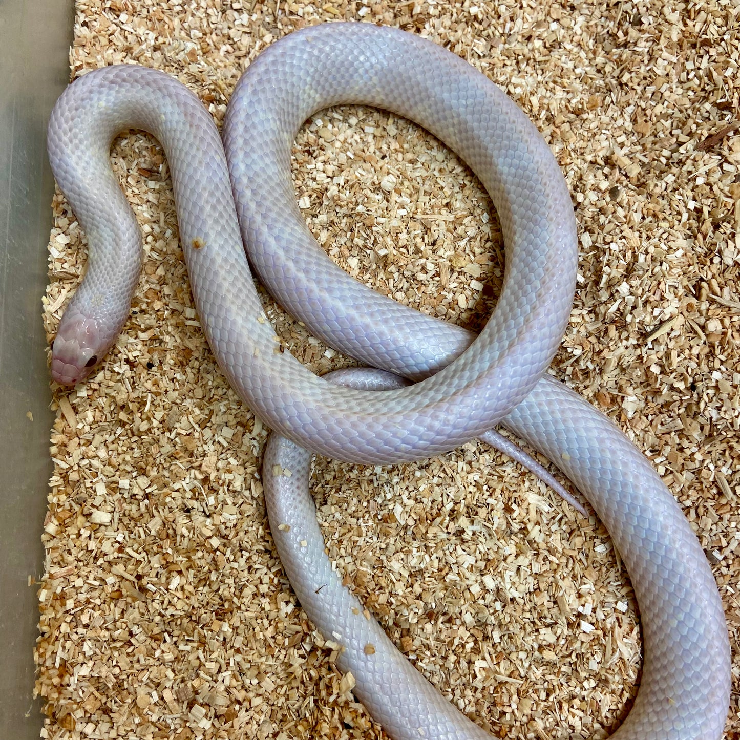 Lavender Snow California Kingsnake 2021 Male M01