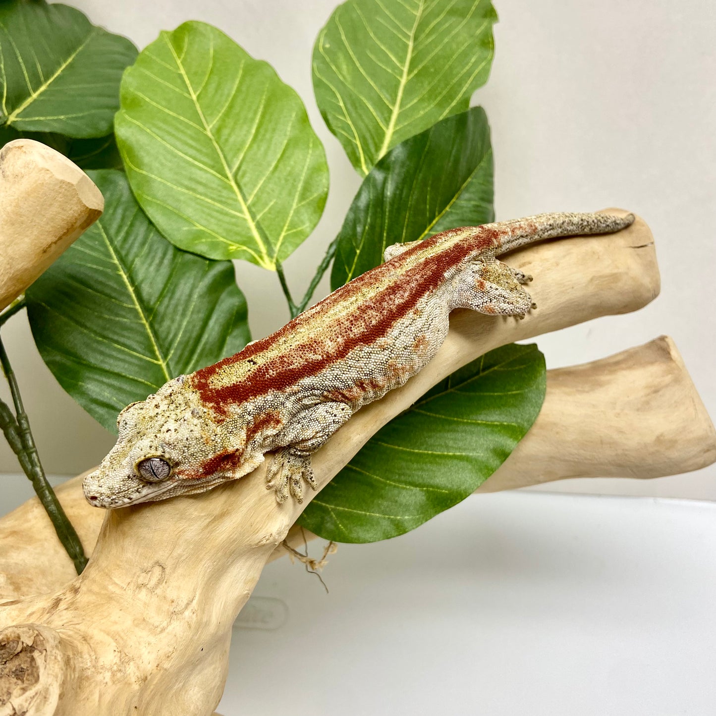 Red Stripe Gargoyle Gecko Adult Male GPB26