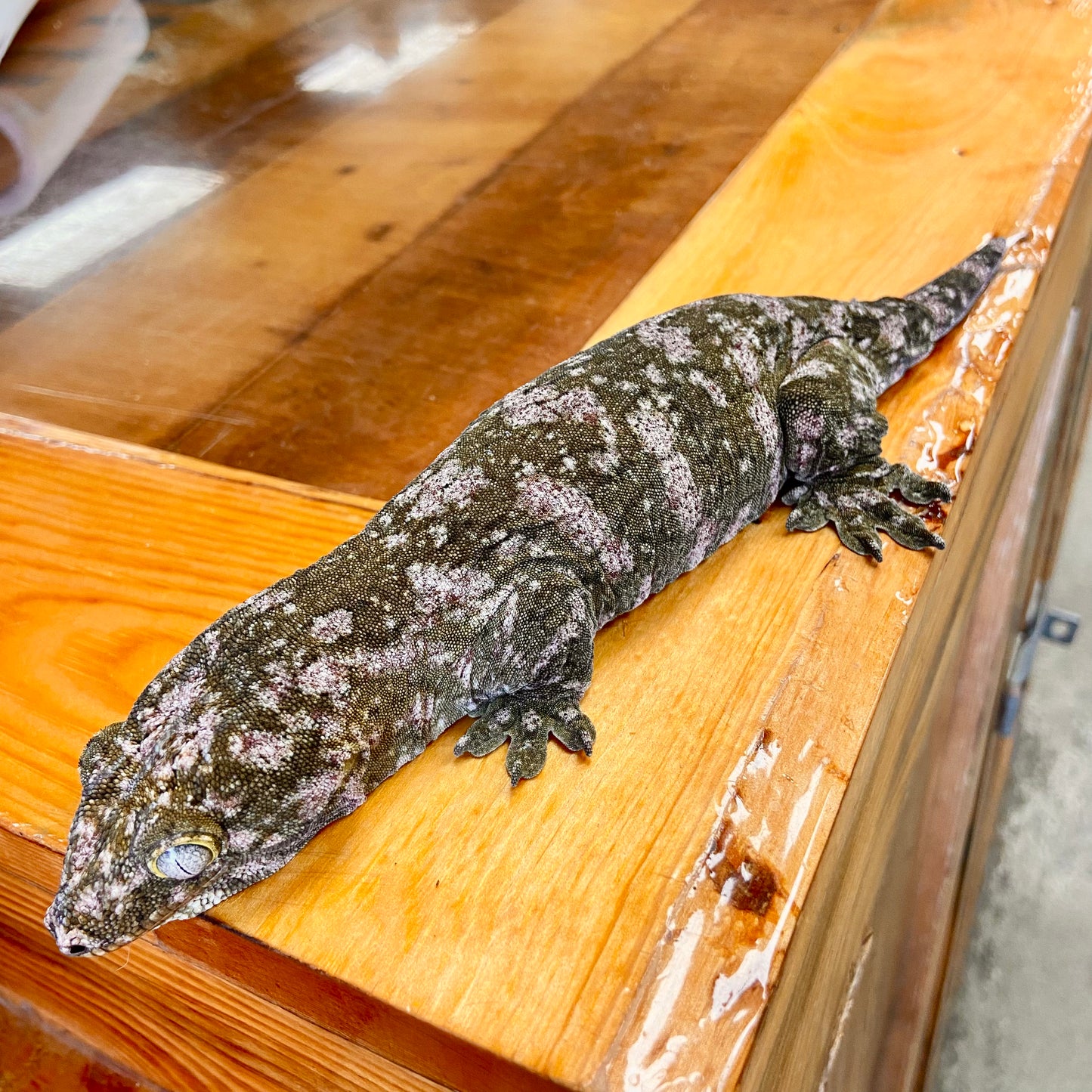 Leachianus Gecko- Female 82423-FS2