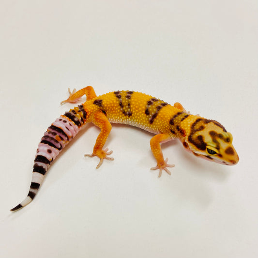 Tangerine Leopard Gecko 2025-139