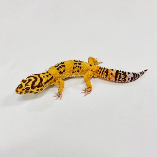 Tremper Tangerine Leopard Gecko Male G-A8-91024-2