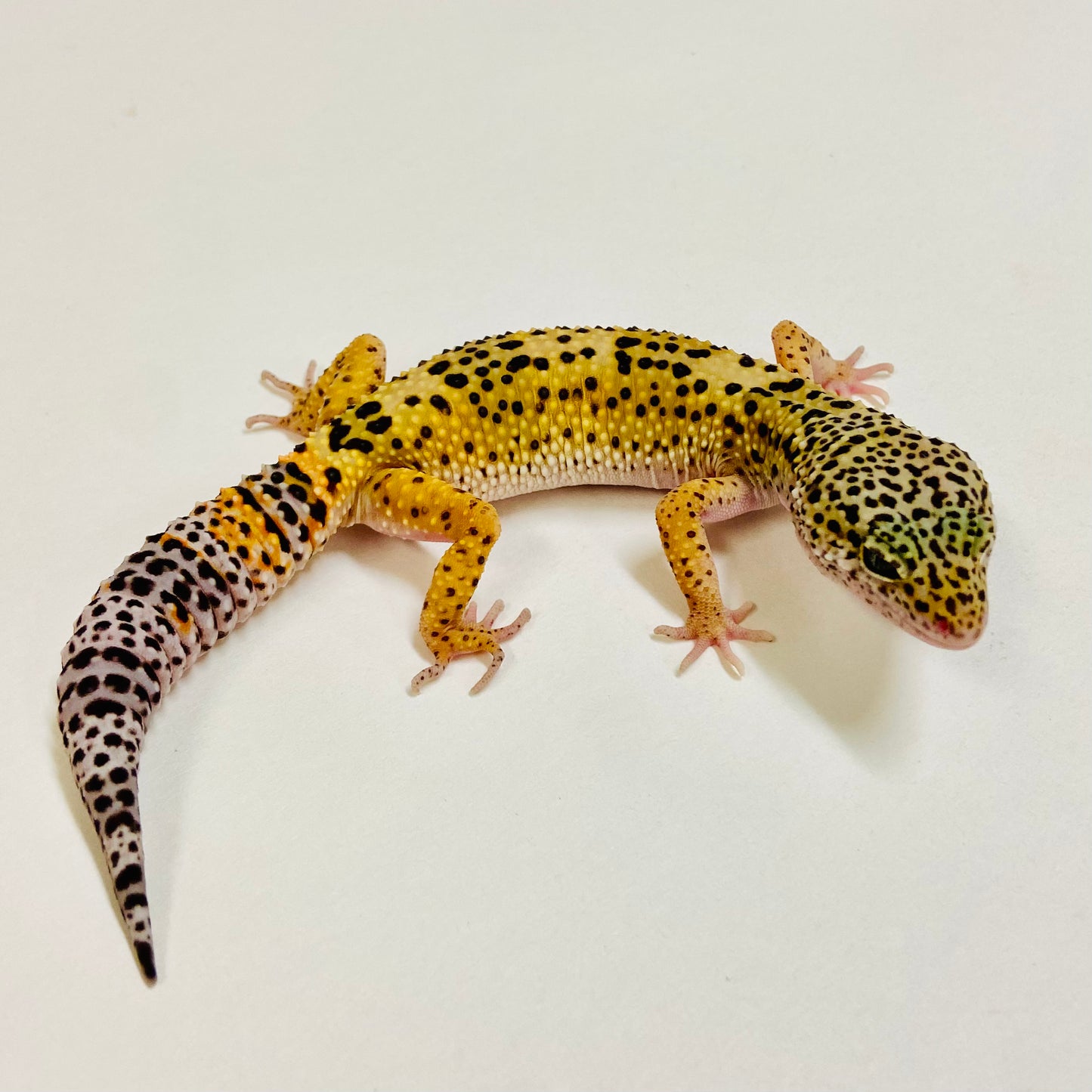 Mack Snow Leopard Gecko Female 2025-222