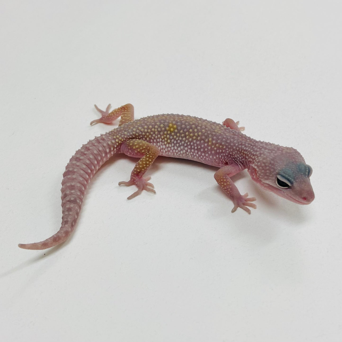 Murphy Patternless Mack Snow Leopard Gecko 2025-144