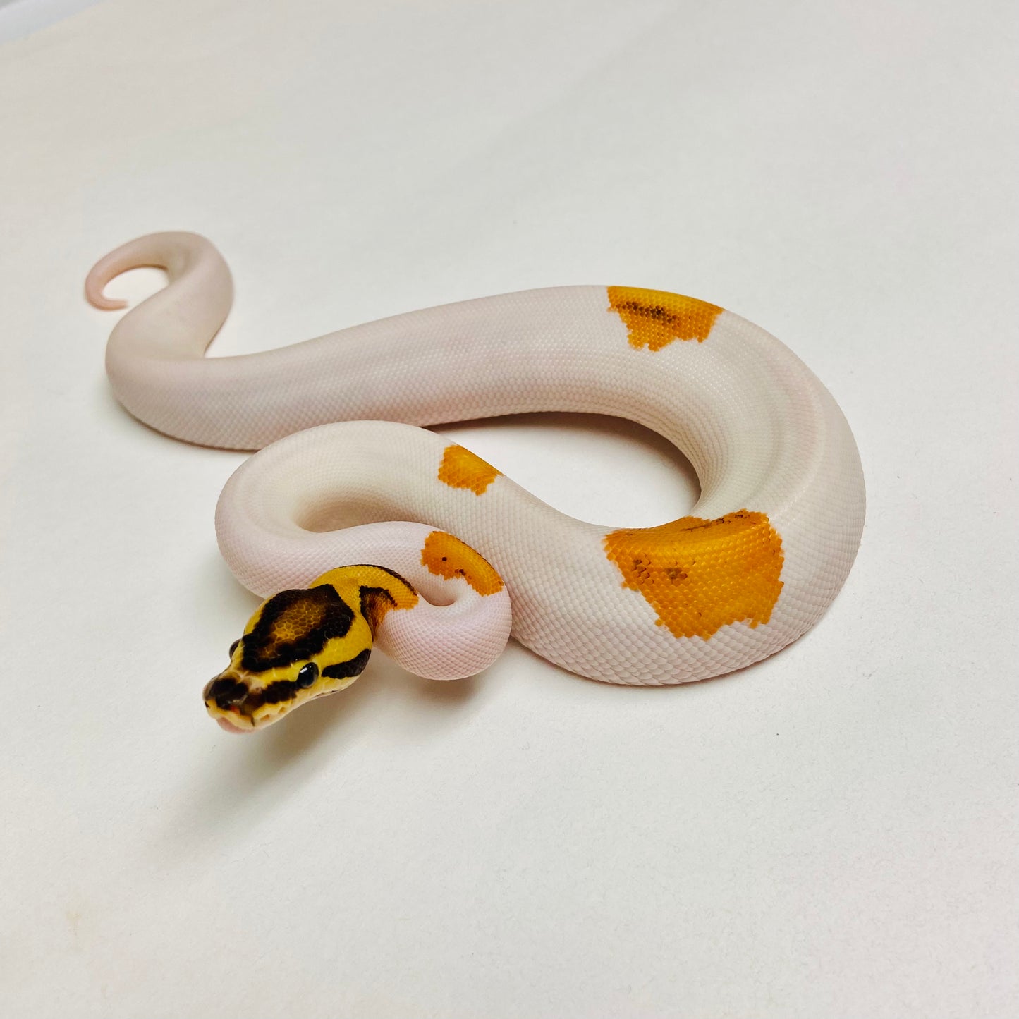 Orange Dream Pied Pos YB Enchi Ball Python Female 2025F01