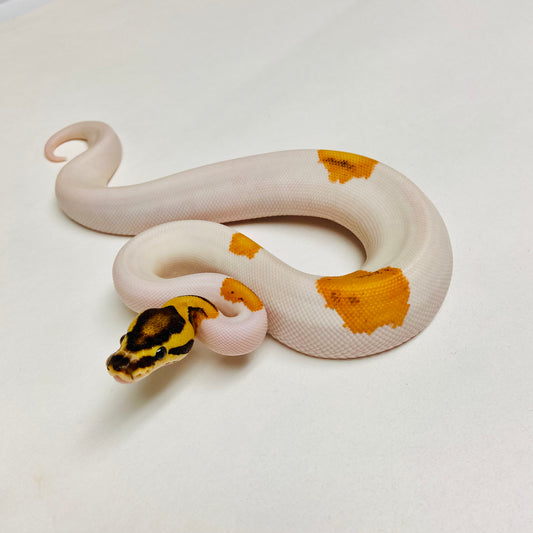 Orange Dream Pied Pos YB Enchi Ball Python Female 2025F01