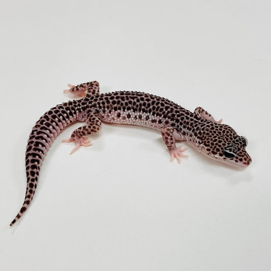 Dark Super Snow Leopard Gecko Male F-B3-80524-1
