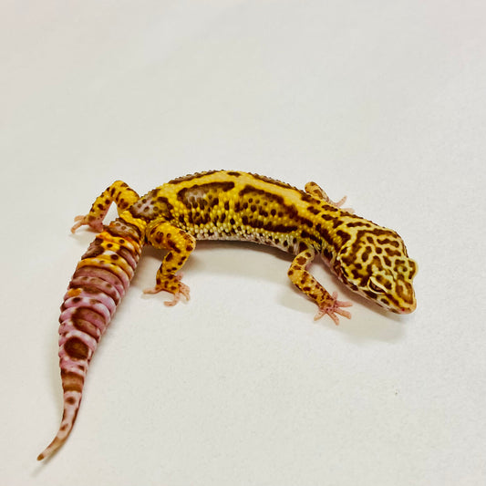 Bold Bell Leopard Gecko Pos Male 2025-153