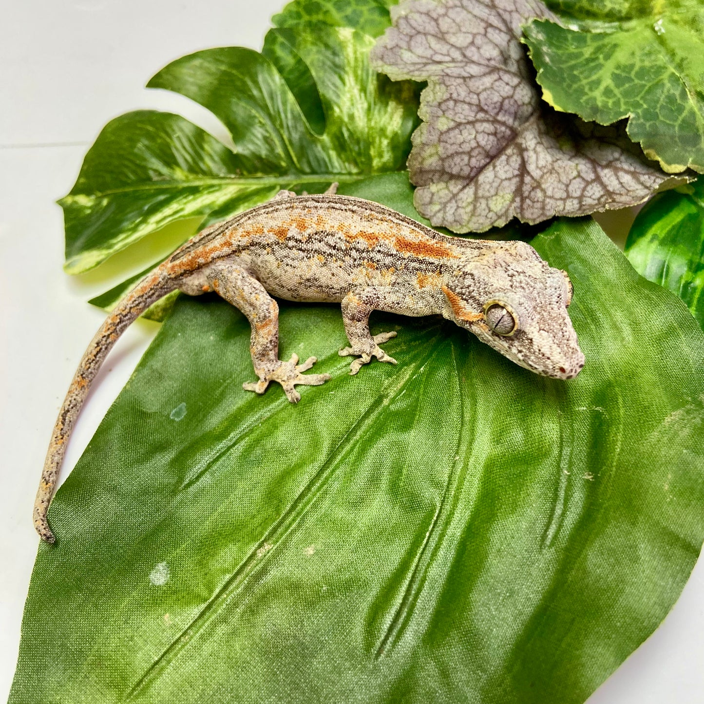 Orange Stripe Gargoyle Gecko 2024 Male 71124-01