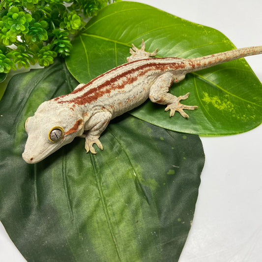 Red/Orange Stripe Gargoyle Gecko 2023 Male JP01