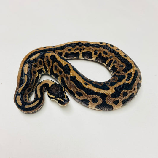 Lori Leopard Ball Python Female 2025F02