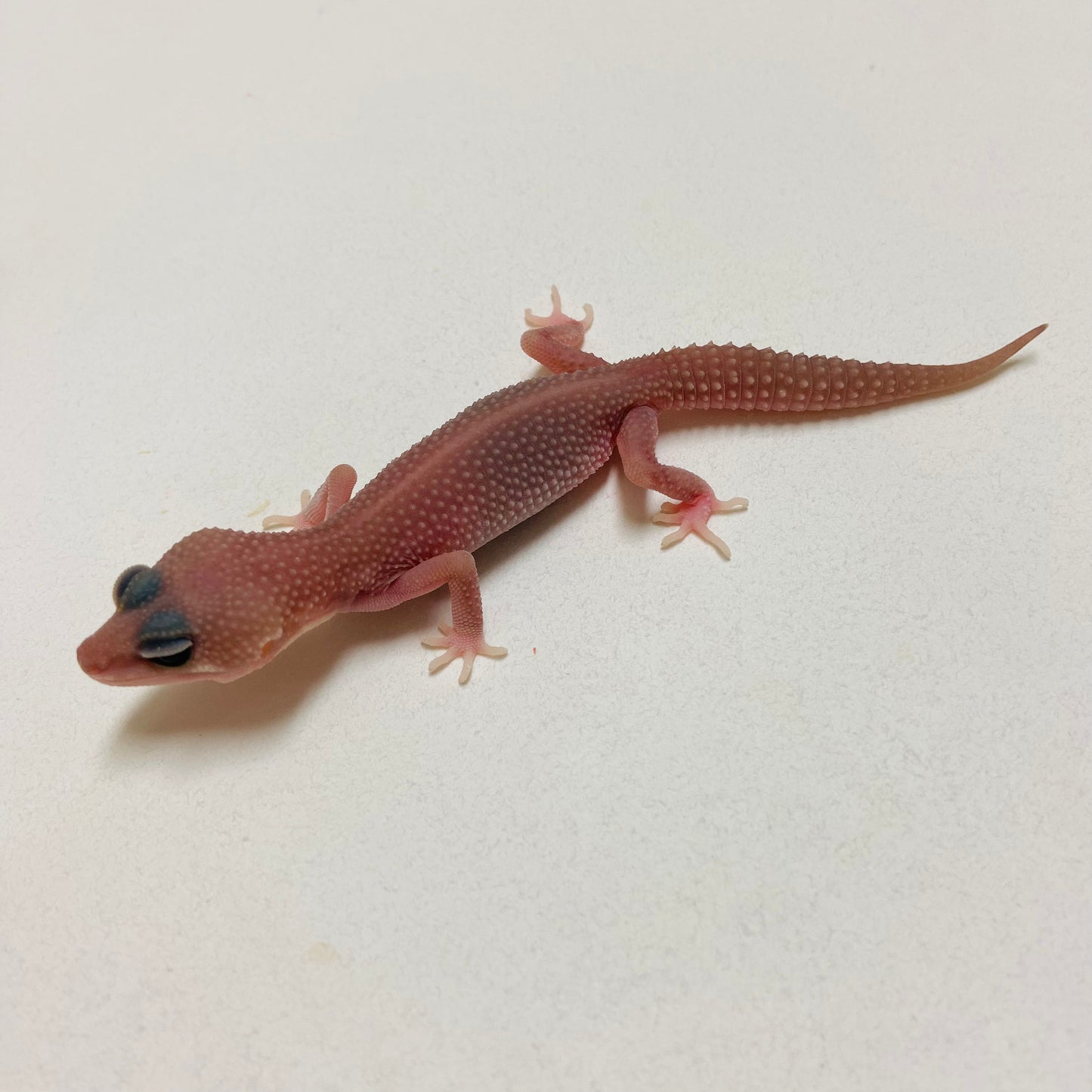 Murphy Patternless Pos MS Leopard Gecko 2025-015