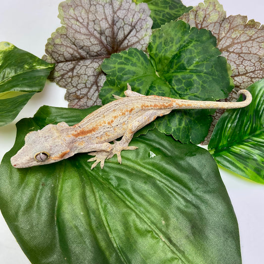 Orange Stripe Gargoyle Gecko 2024 Male 71124-01
