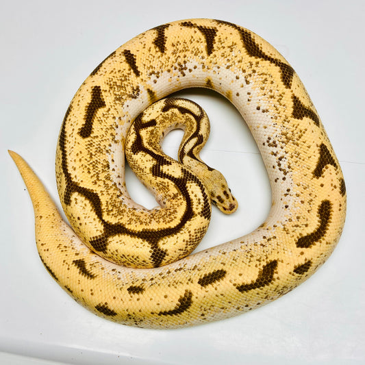 Adult Stinger Orange Dream Fire Ball Python Male 13