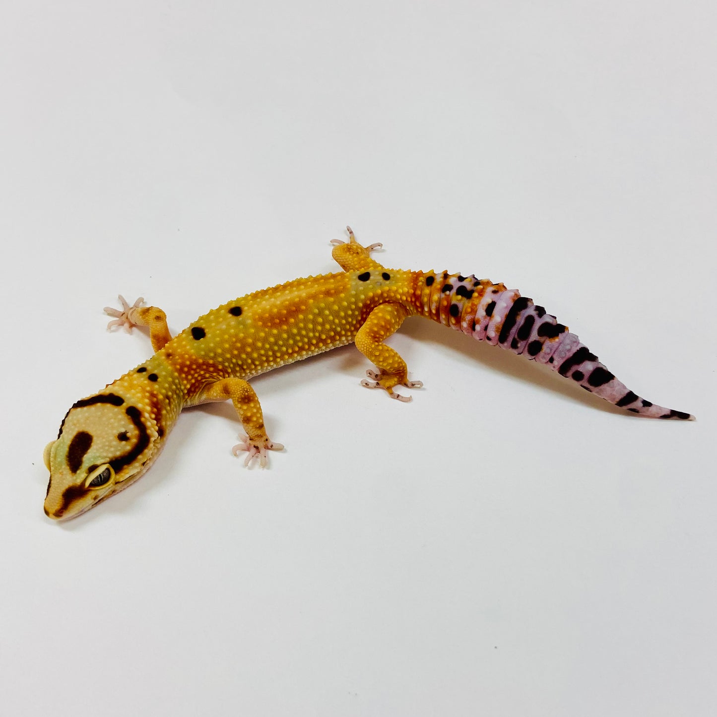 Adult Group 2.3 Citrine Leopard Gecko LBG-01