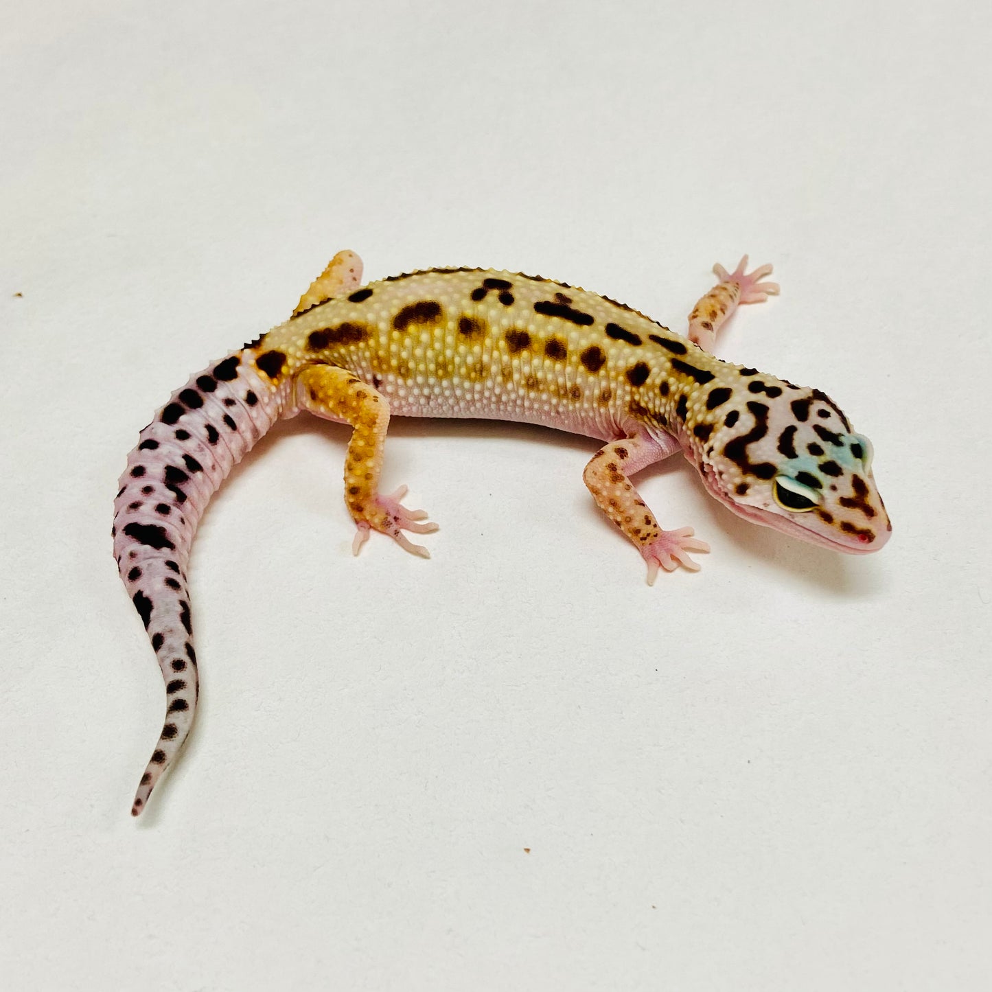Mack Snow Stripe Eclipse Leopard Gecko Male A-B3-12524-1