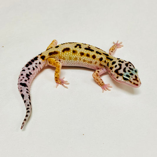 Mack Snow Stripe Eclipse Leopard Gecko Male A-B3-12524-1