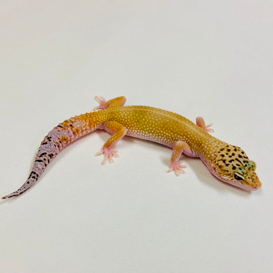 Super Hypo Tangerine Leopard Gecko Male 2025-053