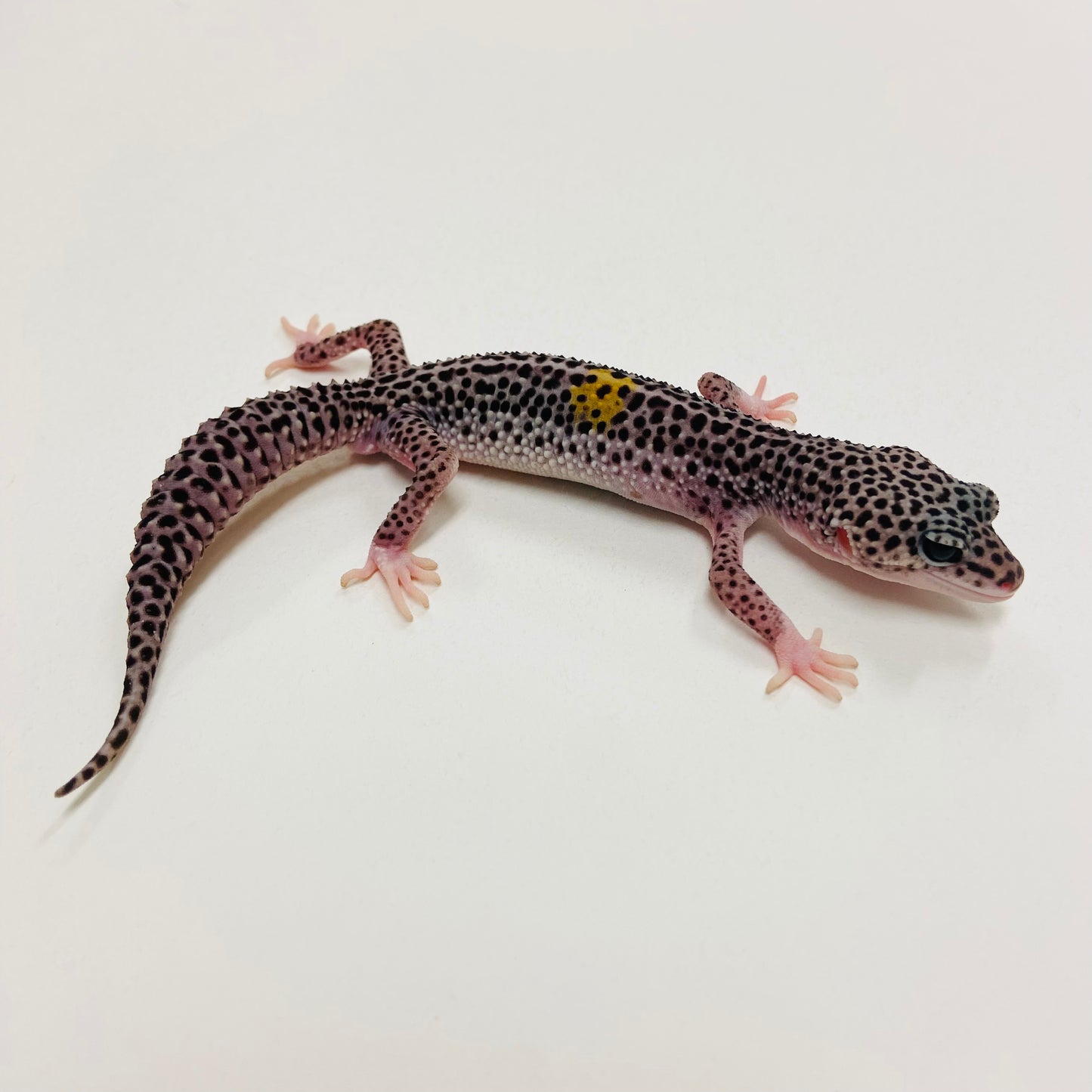 Dark Super Snow w/ Paradox Leopard Gecko Male 2025-126