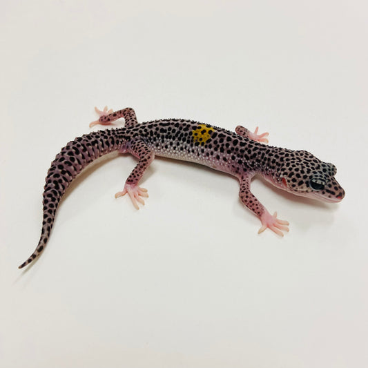 Dark Super Snow w/ Paradox Leopard Gecko Male 2025-126