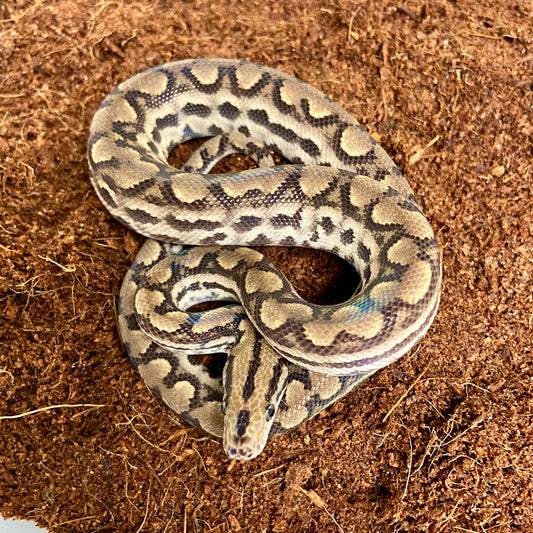 Colombian Rainbow Boa 2025 Female F03