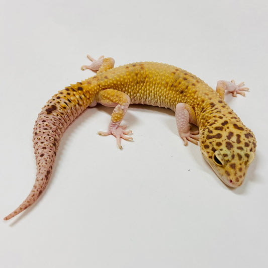 Adult Group 1.4 Tangerine Tremper Leopard Gecko LBG-11