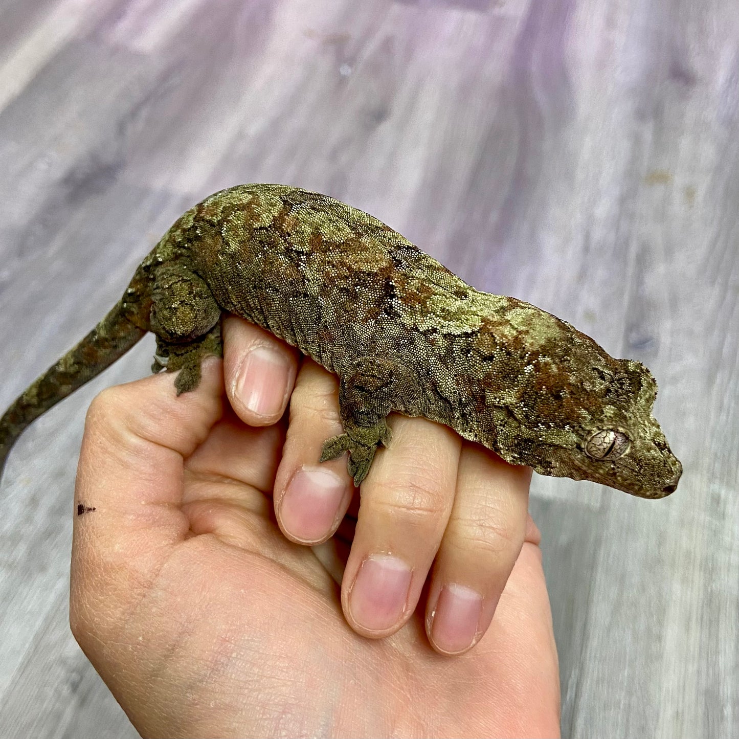 Chahoua Gecko 2023 Male 8323-1