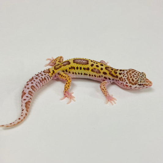 Bold Bell Eclipse Leopard Gecko Male 2025-094