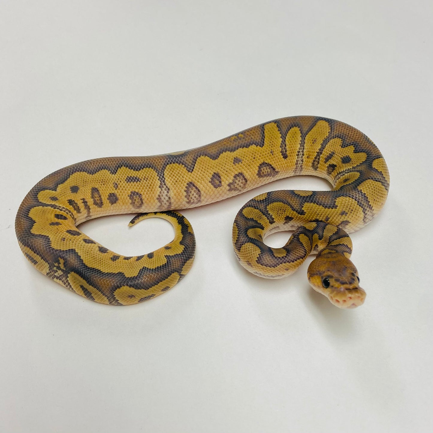 Hypo Clown Ball Python Male 2025M02